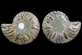 Cut & Polished Ammonite Fossil - Agatized #78388-1